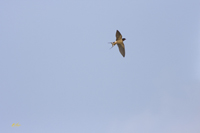 Barn Swallow